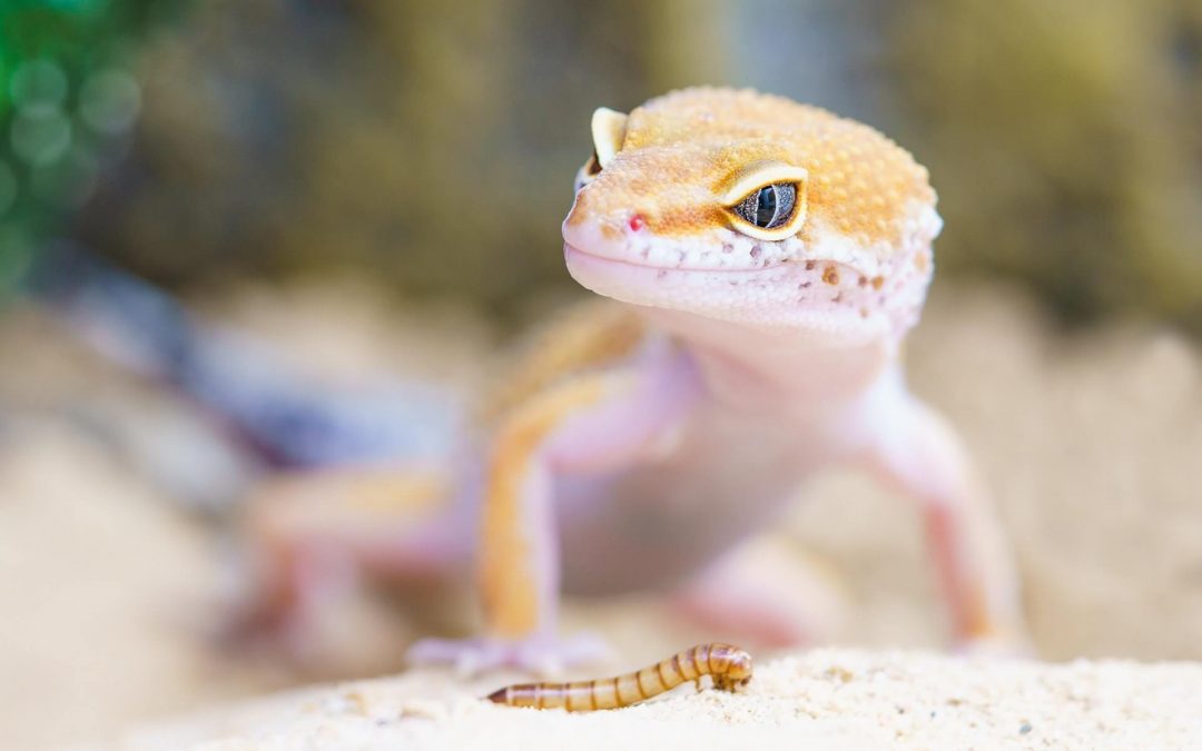 Are Geckos Friendly?