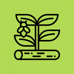 Plants