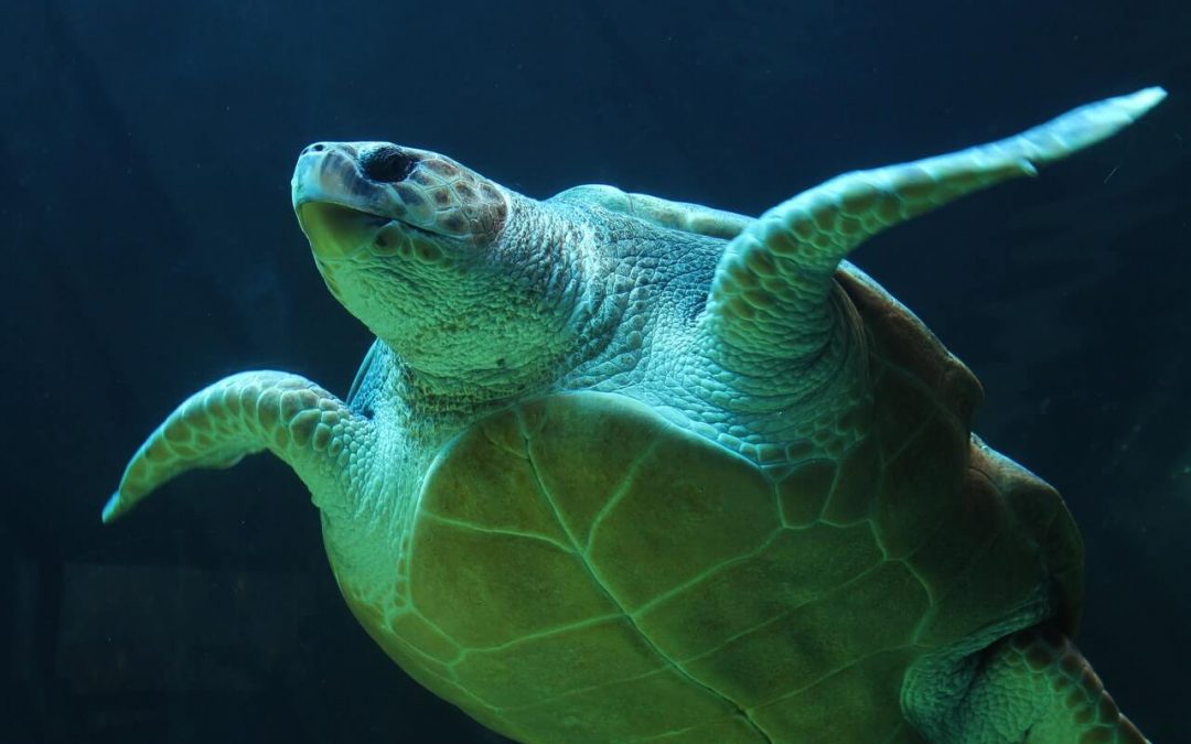 Endangered Sea Turtles
